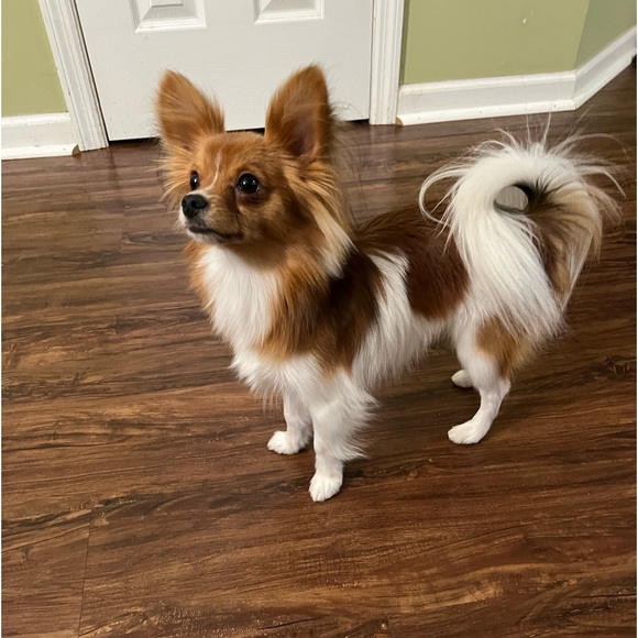 Meet your Posher, Larry - Picture 4 of 4